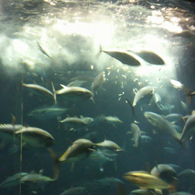 葛西臨海公園の画像