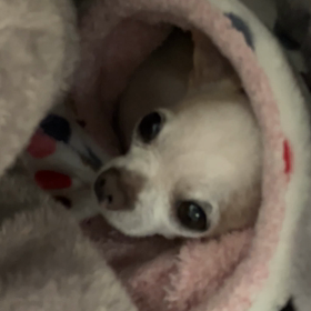 お散歩拒否の画像