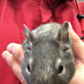 ペットは、デグー^_^の画像