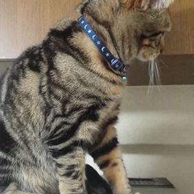 冷蔵庫上のテツちゃん、その日の朝！の画像