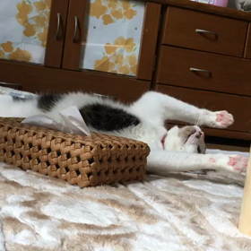 ゆるーい。の画像