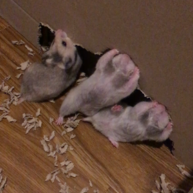 ハムスター3姉妹の画像