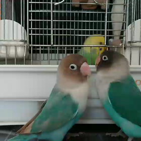 和みトリオ(鳥男)の画像