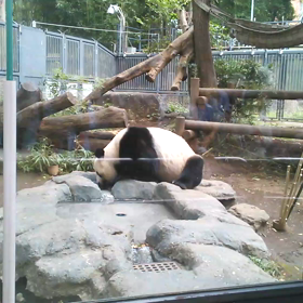 上野動物園　パンダ♀シンシン　※音出ます♪ご注意くださいませの画像
