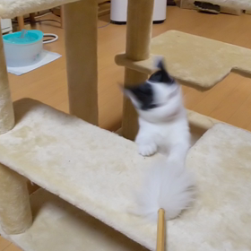 子猫と遊ぶの画像