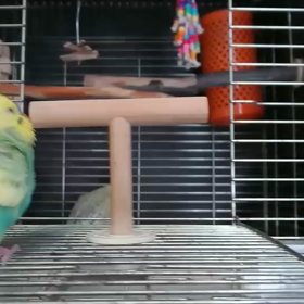 クルクル回る(動画)の画像