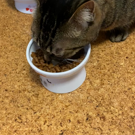 クルトはカリカリいって食べますの画像