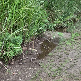 多摩川のカニの画像