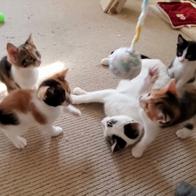 癒し動画で癒しのおすそ分けの画像