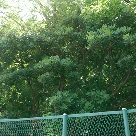 ミンミンうるしゃーい(>д<*)の画像