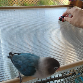 コンコンコンコンの画像