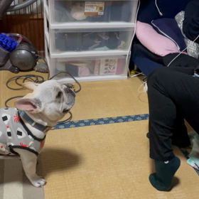 オス同士の縄張り争いの画像