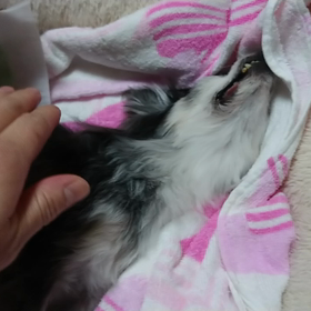 最後の動画 旅立ちの時の画像