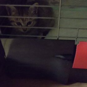 名なしさんの画像