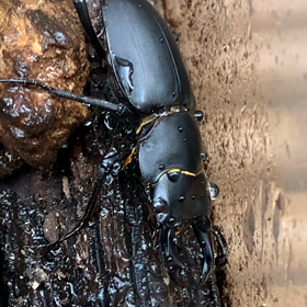 ヒメオオクワガタの画像