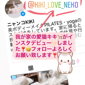 愛猫キキインスタデビュー❣️の画像