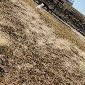 爆走テンちゃんの画像