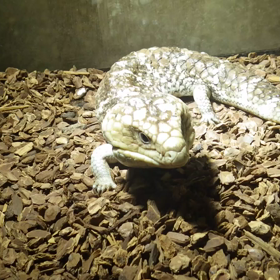 フトアゴフードの画像