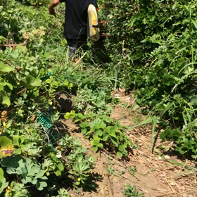 久しぶりに隣のビーチへの画像