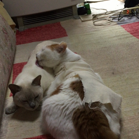 ゆう君とラファ君の画像