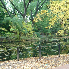 円山公園  動画 ②の画像