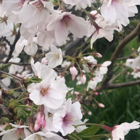 567によせての画像