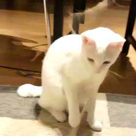 ネコとヒモ2の画像