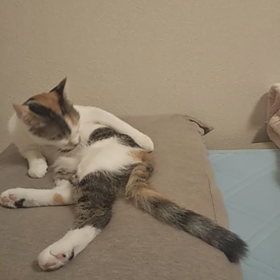 けづくろい、あらし(=^ェ^=)の画像