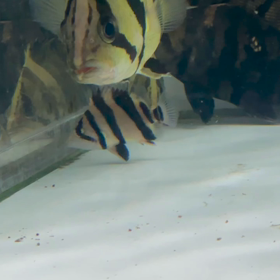 極上リアルバンド 販売魚のご紹介！の画像