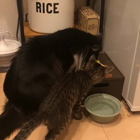 社交性と順応性に乾杯の画像