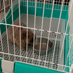 足りない足りないの画像