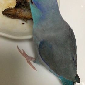 土用のインコ〜ライちゃんの画像