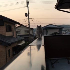 毎日の癒しの画像