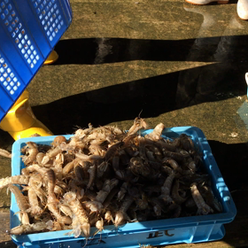 やっとシャコが入荷！の画像