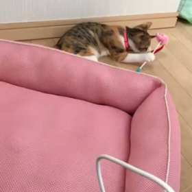 しあわせになりましたの画像