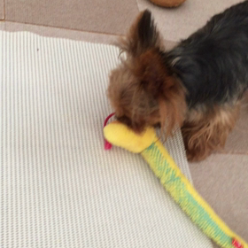 陸は暇過ぎて……の画像