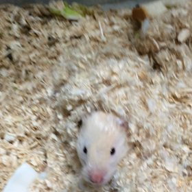 今日のうちの子 ザムービー  vol.2の画像