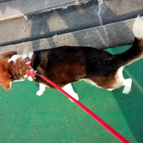 マリーちゃんの画像