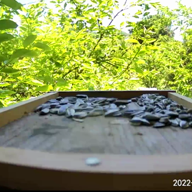 すぎぴたんの事件簿　シーズン２　２５８話（衝突！ヤマガラ）の画像