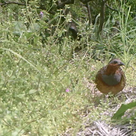 すぎぴたんの事件簿シーズン２　２３話の画像