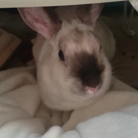 あずほりほりの画像