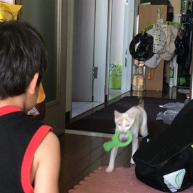 2017.08.30：すっかりうちの子になっ たテン。の画像