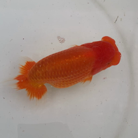 やっと決まりましたの画像