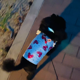 2023年7月18日　夜散歩の画像