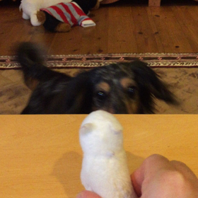 萌とラムの宝物の画像