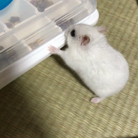 我が家の食いしん坊の画像