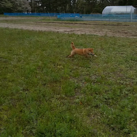 トマトの苗購入  今日はゴーヤーの日の画像