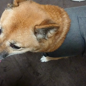 また雷⚡の画像