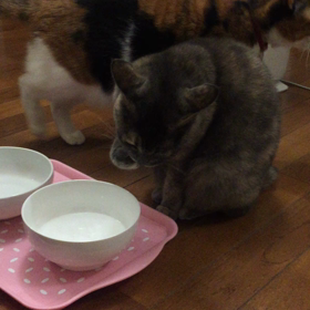 クリスマスに何食べたい？の画像