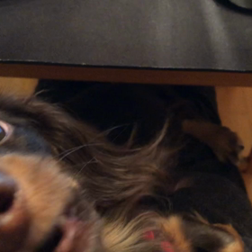 この時期から多くなる犬の誤飲事故って？の画像